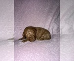 Small #3 Cavapoo (Miniature)