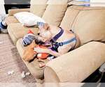 Small #15 American Pit Bull Terrier Mix