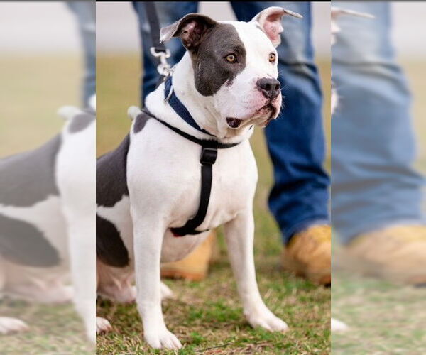 Medium Photo #10 Staffordshire Bull Terrier Puppy For Sale in Garner, NC, USA