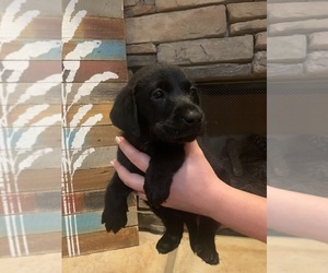 Labrador Retriever Puppy for sale in CALHOUN, GA, USA