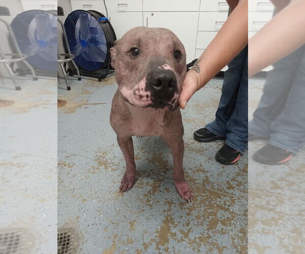 Medium Photo #2 American Staffordshire Terrier Puppy For Sale in Pierceton , IN, USA