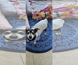 Chiweenie Dogs for adoption in Fruitland, SC, USA