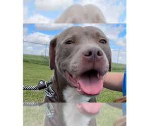 Mutt Dogs for adoption in Abbeville, LA, USA