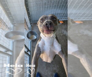 Mutt Dogs for adoption in Monte Vista, CO, USA