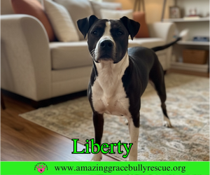 Labrador Retriever-Unknown Mix Dogs for adoption in Milton, FL, USA