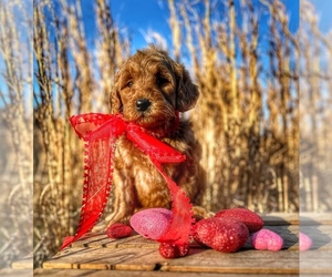 Goldendoodle (Miniature) Puppy for sale in GAY, GA, USA