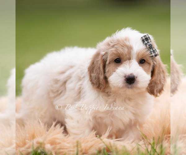 Medium Photo #4 Goldendoodle (Miniature) Puppy For Sale in WARSAW, IN, USA