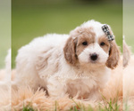 Small Photo #57 Goldendoodle (Miniature) Puppy For Sale in WARSAW, IN, USA
