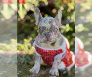 French Bulldog Puppy for sale in SAINT JOHNS, FL, USA