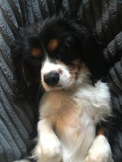 Cavalier King Charles Spaniel Puppy for sale in PARKROSE, OR, USA