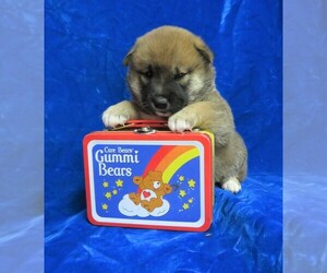 Shiba Inu Puppy for sale in NORWOOD, MO, USA