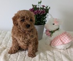 Small #9 Goldendoodle (Miniature)
