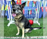Small #1 German Shepherd Dog
