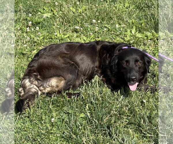 Medium Photo #2 Golden Retriever-Unknown Mix Puppy For Sale in Batavia, OH, USA