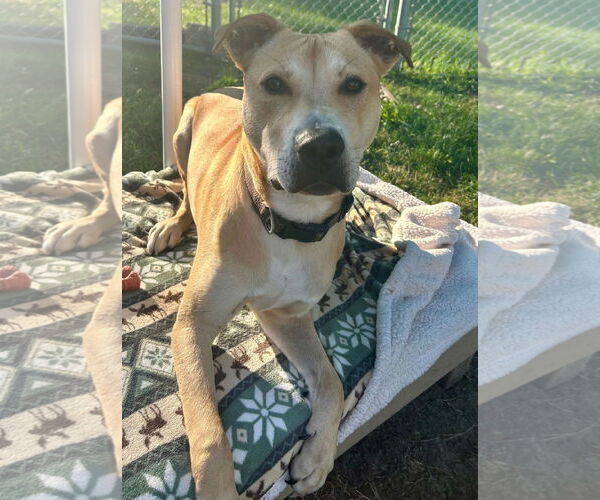 Medium Photo #4 Mutt Puppy For Sale in Jefferson, WI, USA