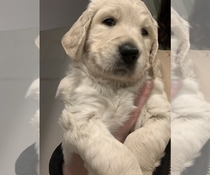 Goldendoodle Puppy for Sale in COATESVILLE, Pennsylvania USA