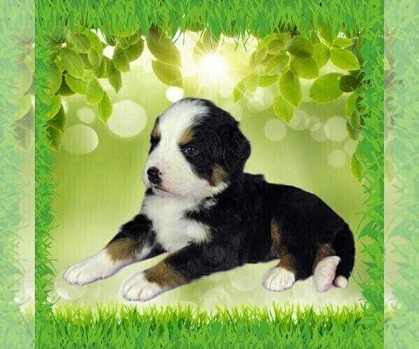 Medium Photo #7 Bernese Mountain Dog Puppy For Sale in PEYTON, CO, USA