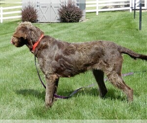 Mother of the Miniature Labradoodle puppies born on 03/04/2025