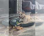 Small #4 Huskies  Mix