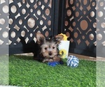 Small #4 Yorkshire Terrier