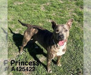American Pit Bull Terrier Dogs for adoption in Conroe, TX, USA