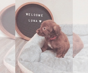 English Springer Spaniel Puppy for sale in DURHAM, NC, USA
