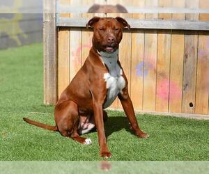 Mutt Dogs for adoption in West Valley, UT, USA