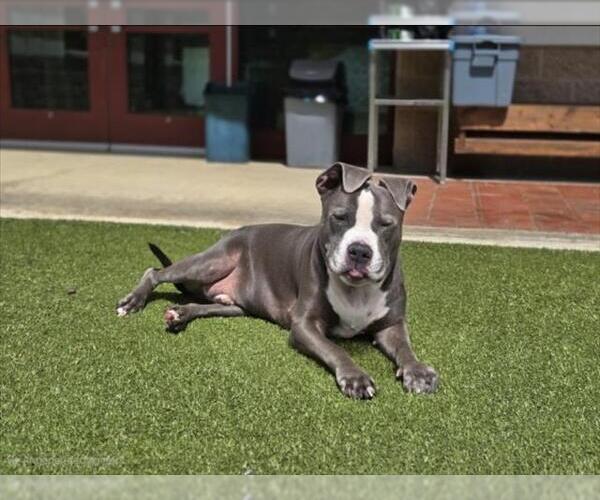 Medium Photo #2 American Pit Bull Terrier-Unknown Mix Puppy For Sale in Derwood, MD, USA