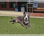 Small #1 American Pit Bull Terrier Mix