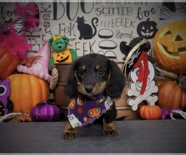 Medium Photo #1 Dachshund Puppy For Sale in SPANISH SPGS, NV, USA
