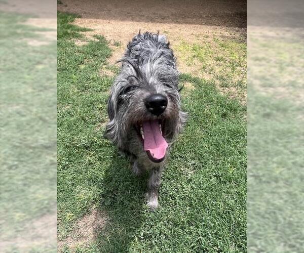 Medium Photo #1 Irish Wolfhound-Unknown Mix Puppy For Sale in Plano, TX, USA