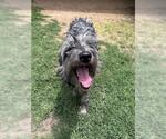 Small Irish Wolfhound Mix