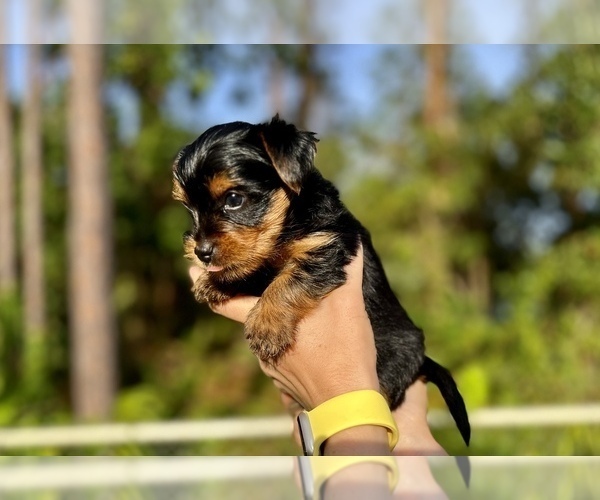 Medium Photo #5 Yorkshire Terrier Puppy For Sale in PALM BAY, FL, USA