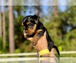 Small Photo #5 Yorkshire Terrier Puppy For Sale in PALM BAY, FL, USA