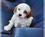 Small Photo #2 Cavapoo Puppy For Sale in PLEASANTON, KS, USA