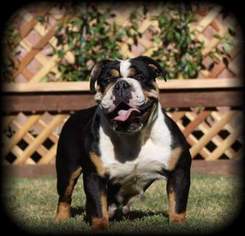 Mother of the Olde English Bulldogge puppies born on 11/11/2015