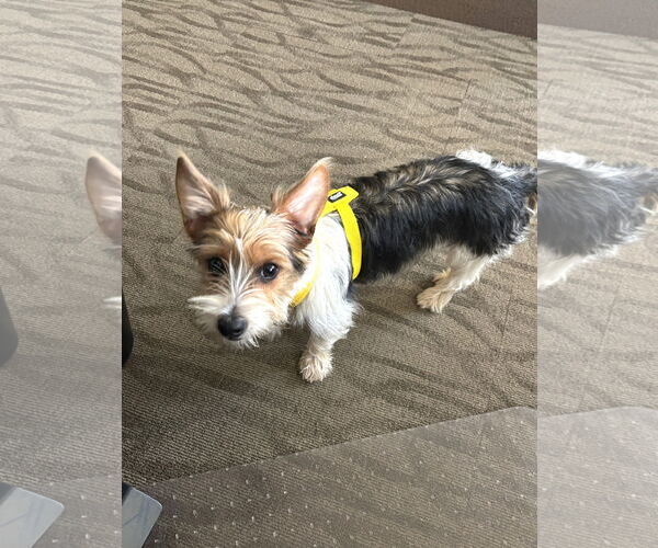 Medium Photo #5 Mutt Puppy For Sale in St. Louis Park, MN, USA