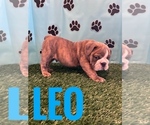 Small Photo #9 Bulldog Puppy For Sale in BOWLING GREEN, KY, USA