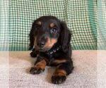 Puppy Winston Dachshund