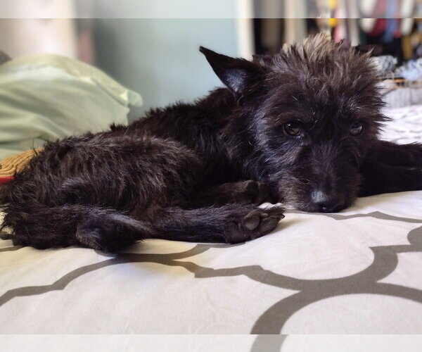 Medium Photo #3 Mutt Puppy For Sale in Brooklyn Center, MN, USA