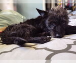 Small #2 Mutt