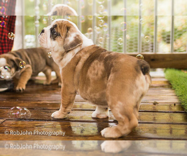 Medium Photo #6 Bulldog Puppy For Sale in STRAFFORD, MO, USA