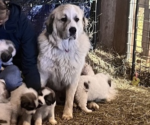 Mother of the Great Pyrenees puppies born on 01/10/2024