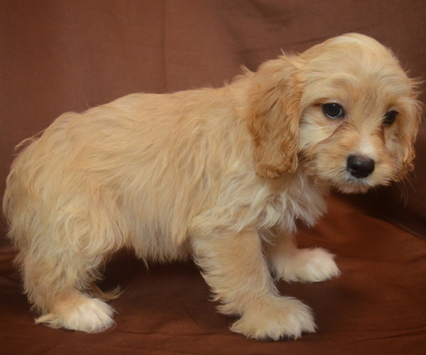 Medium Photo #3 Cavapoo Puppy For Sale in PATERSON, NJ, USA