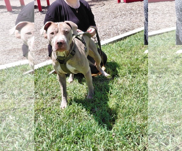 Medium Photo #3 American Pit Bull Terrier-Unknown Mix Puppy For Sale in Germantown, OH, USA