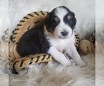 Small #27 Australian Shepherd