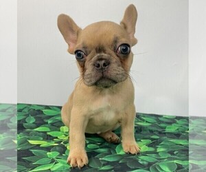 French Bulldog Puppy for sale in COCONUT CREEK, FL, USA
