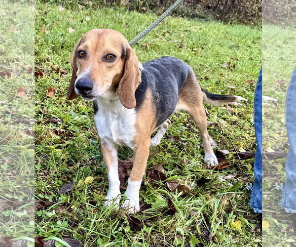Medium Photo #2 Beagle Puppy For Sale in Pittsburgh, PA, USA