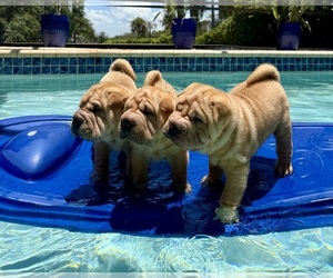 Chinese Shar-Pei Puppy for Sale in PALM CITY, Florida USA