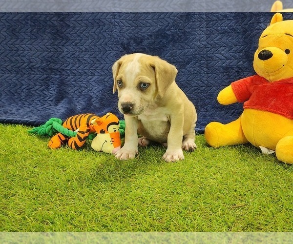Medium Photo #8 Catahoula Leopard Dog Puppy For Sale in CUMBY, TX, USA